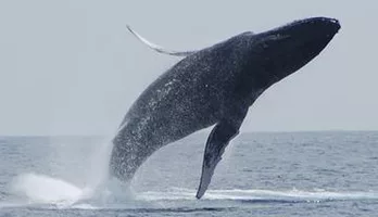 Photo of Whale Watching On The Big Island