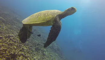 Photo of Aloha Nui Snorkel Adventure