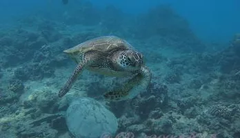 Photo of Introduction to Scuba Diving in Oahu from Waikiki