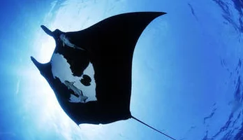 Photo of Night Manta Experience
