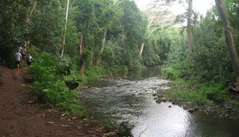 Photo of Wailua River and Secret Falls guided Kayak and Hiking Tour
