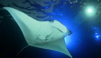 Photo of Manta Ray Night Snorkel Big Island Hawaii