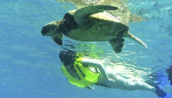 Photo of North Shore Turtle Cove Guided Snorkeling Tour