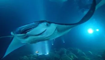 Photo of Manta Ray Snorkeling Evening Tour from Keahou Harbor
