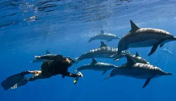 Photo of Kealakekua Bay Snorkel and Wild Dolphin Swim