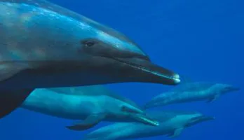 Photo of Dolphin Dreaming - Dolphin Swim