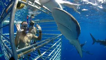 Photo of Shark Cage Diving In Oahu