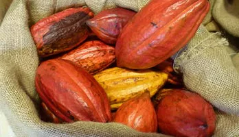 Photo of Exclusive Tropical Treats, Gourmet Coffee & Hawaiian Chocolate Tour