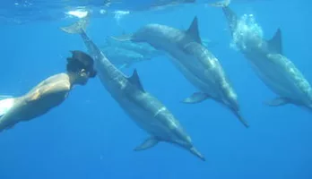 Photo of Wild Dolphins and Reef Snorkel Kealakekua Bay