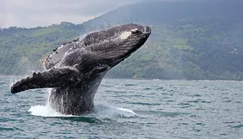 Photo of Maui Whale Watch Cruise