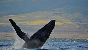 Photo of Sunset Whale Watch Adventure Aboard the Malolo Catamaran