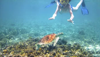 Photo of Turtle Reef Kayak Tour