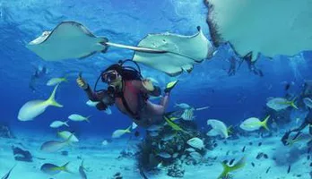 Photo of No Certification Required Guided Scuba Diving Tour