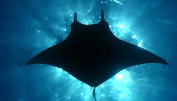 Photo of Manta Ray Snorkel Sunset or Moonlight Kona Big Island