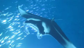 Photo of Manta Magic - Night Manta Ray Snorkel