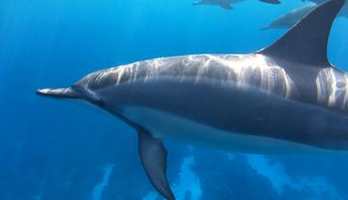 Photo of Dolphin Encounter and Kealakekua Bay Reef Snorkel