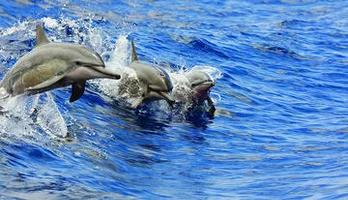 Photo of Viator Exclusive: Wildlife guaranteed, snorkel & lunch in Kona