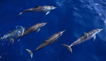 Photo of Kona Submarine Adventure and Snorkel Dolphin Cruise