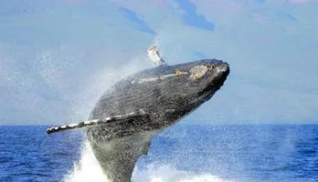 Photo of Humpback Whale Watching & Dolphin Search - Sanity Private 2 Hour Charters